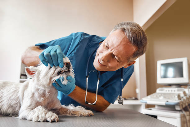 Best Emergency Root Canal Treatment in Wyanet, IL